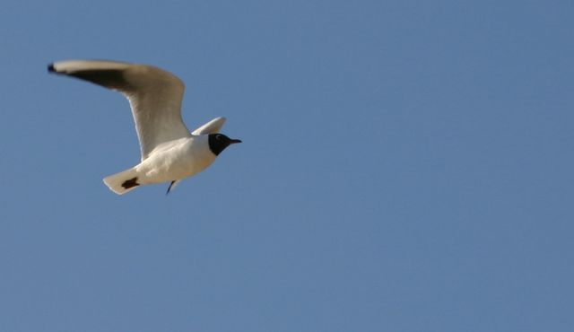 Bird at Versailles