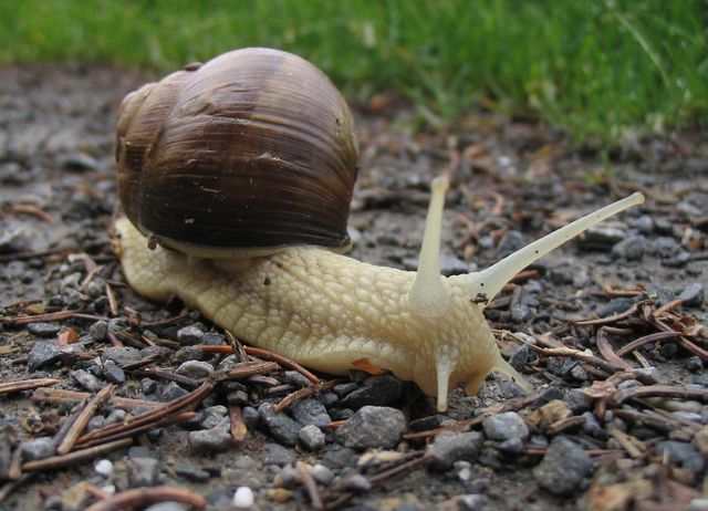 Snail on the Trail