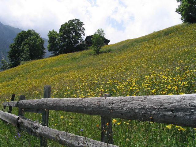 Mountain Meadow