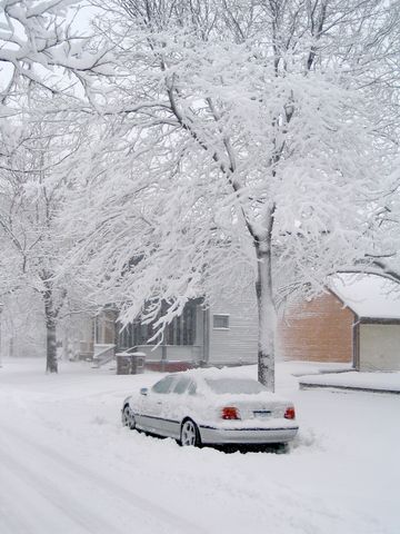 BMW by Snowy Tree