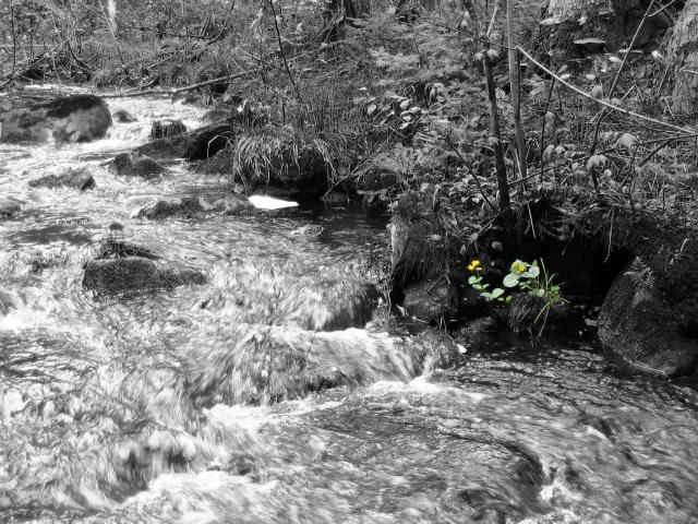 Flower at Blesner Creek